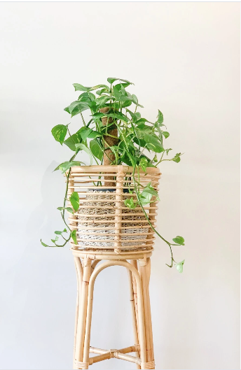 VINTAGE RATTAN PLANTER - Roma Gift & Gourmet